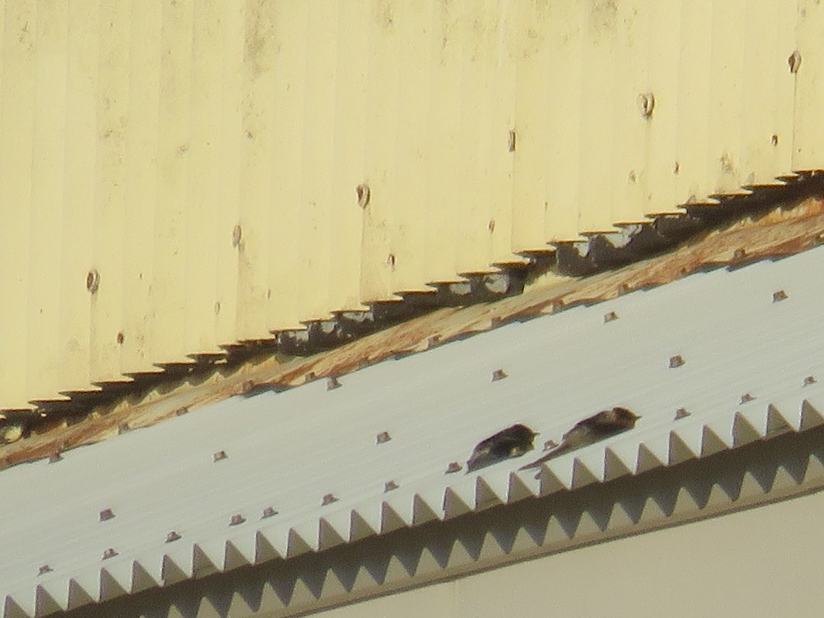 Cave Swallow - ML280937061