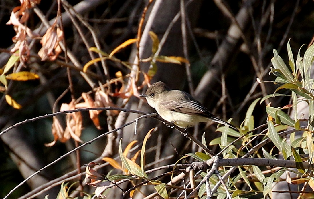 Eastern Phoebe - ML280937591