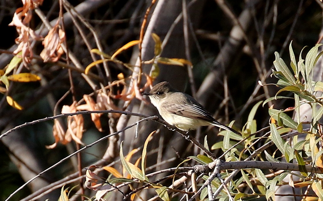 Eastern Phoebe - ML280937611