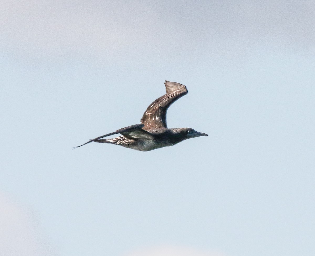 Northern Gannet - ML280937741