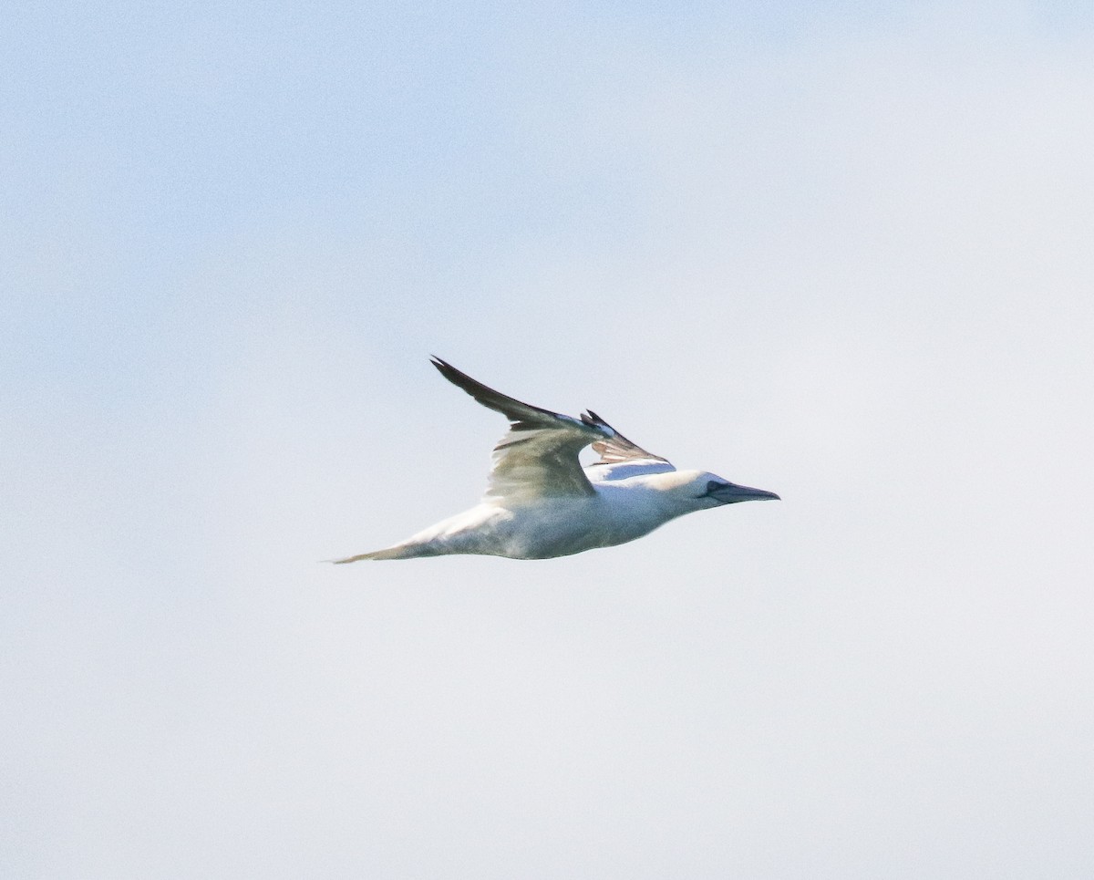 Northern Gannet - ML280937761