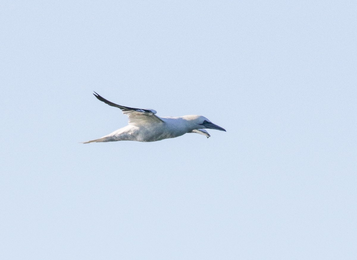 Northern Gannet - ML280937781