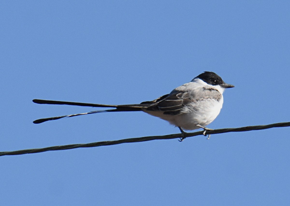 Fork-tailed Flycatcher - Glenn Wyatt