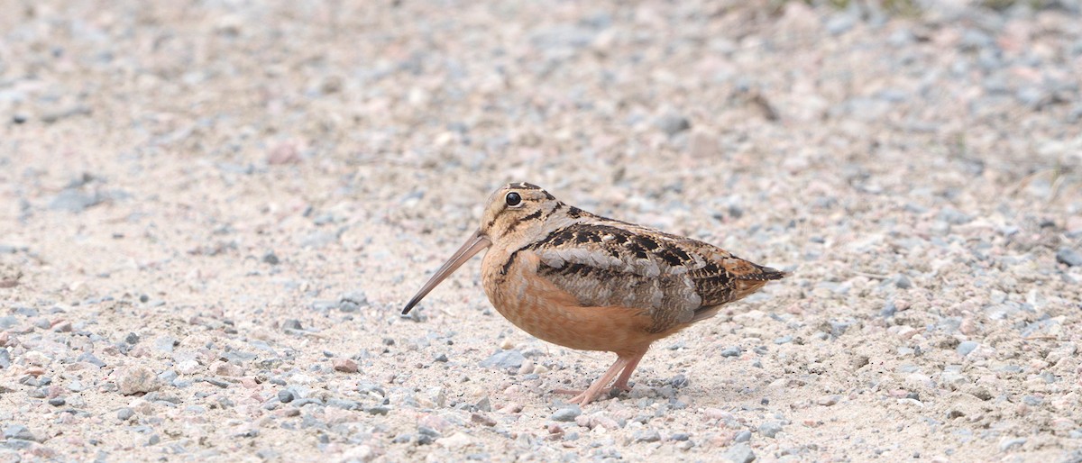 American Woodcock - Mark   Olivier