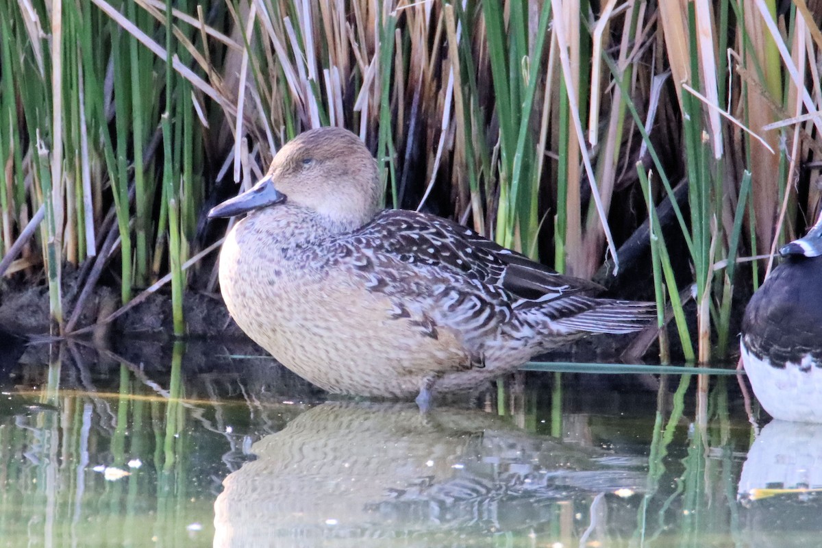 Northern Pintail - ML280942811