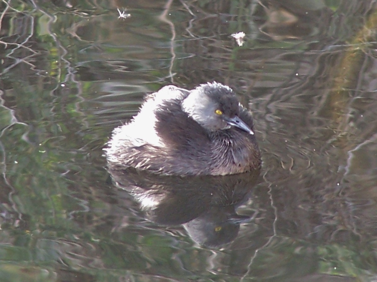 Least Grebe - ML28094471