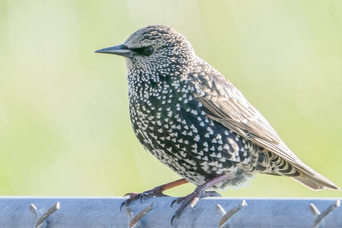 European Starling - ML280945051