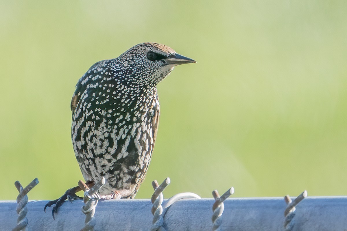 European Starling - ML280945071