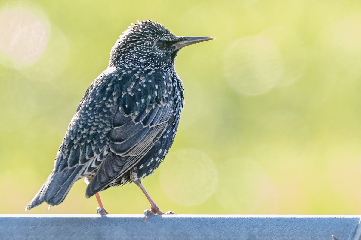 European Starling - ML280945091