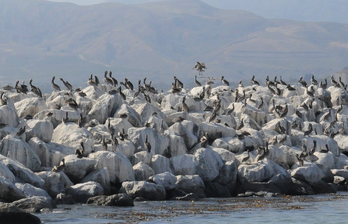 Brown Pelican - ML280945781