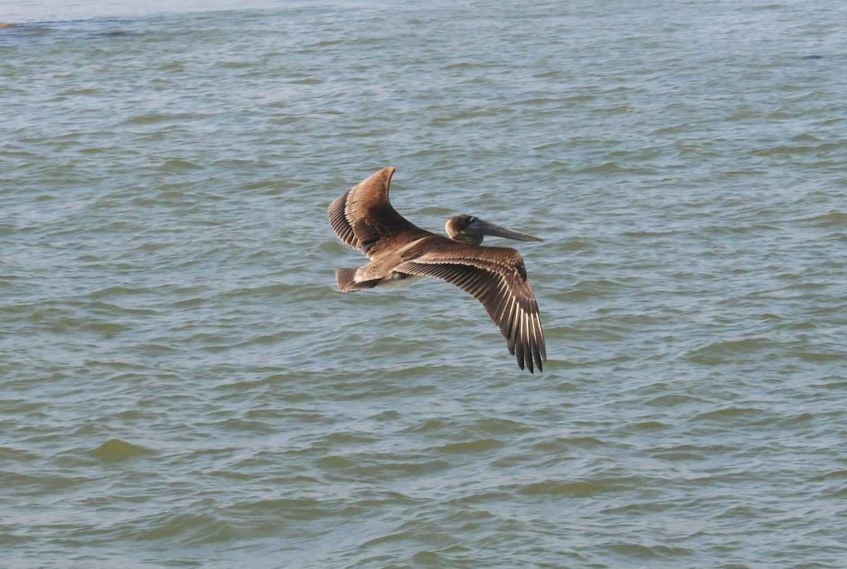 pelikán hnědý - ML280945791