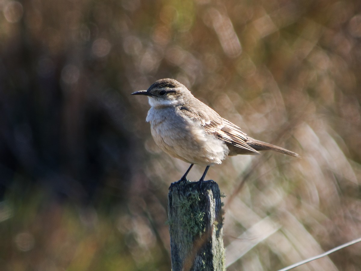 Long-tailed Cinclodes (Long-tailed) - ML280946671