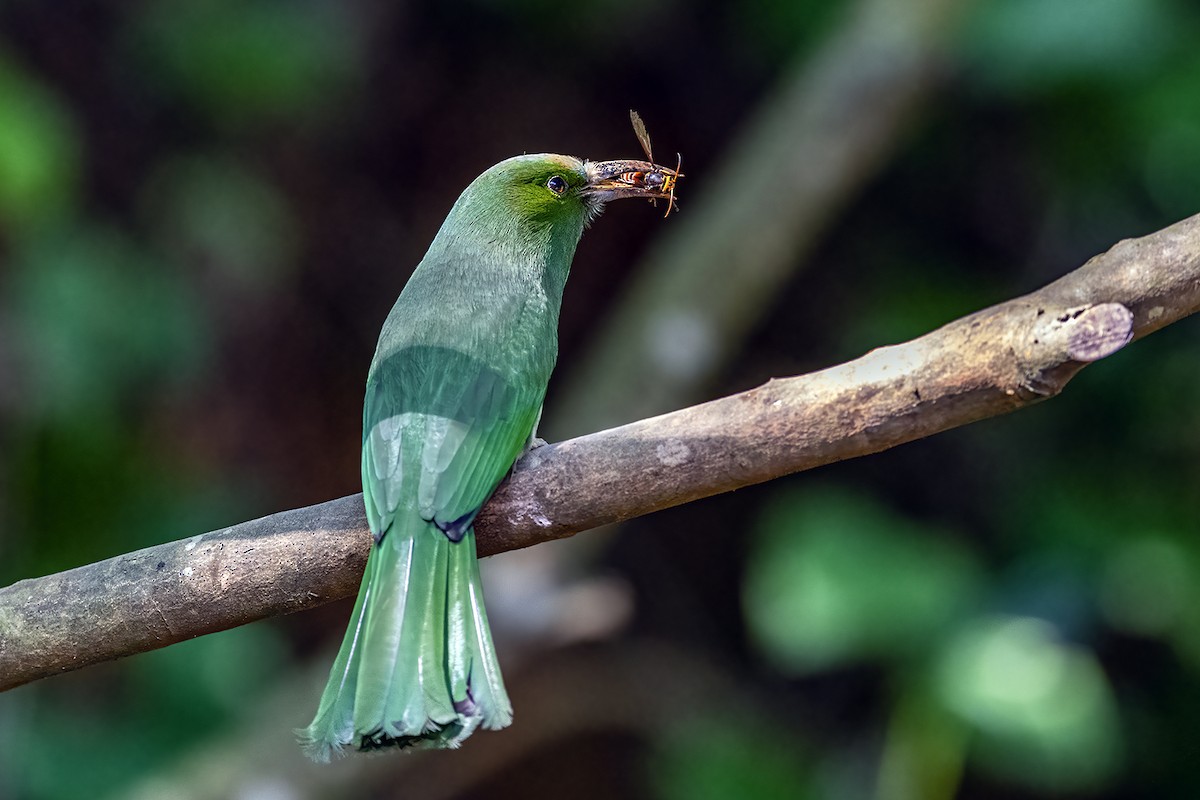 Blue-bearded Bee-eater - ML280947841