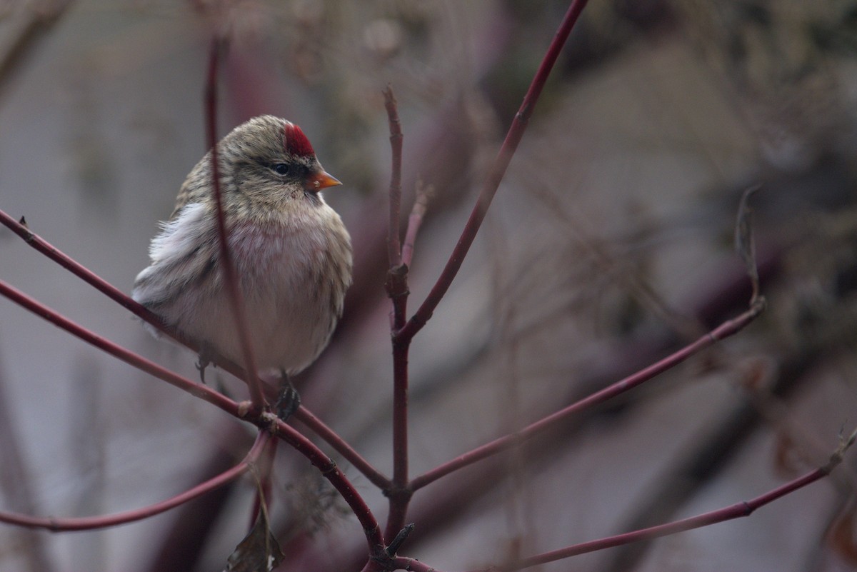 Common Redpoll - ML280948971