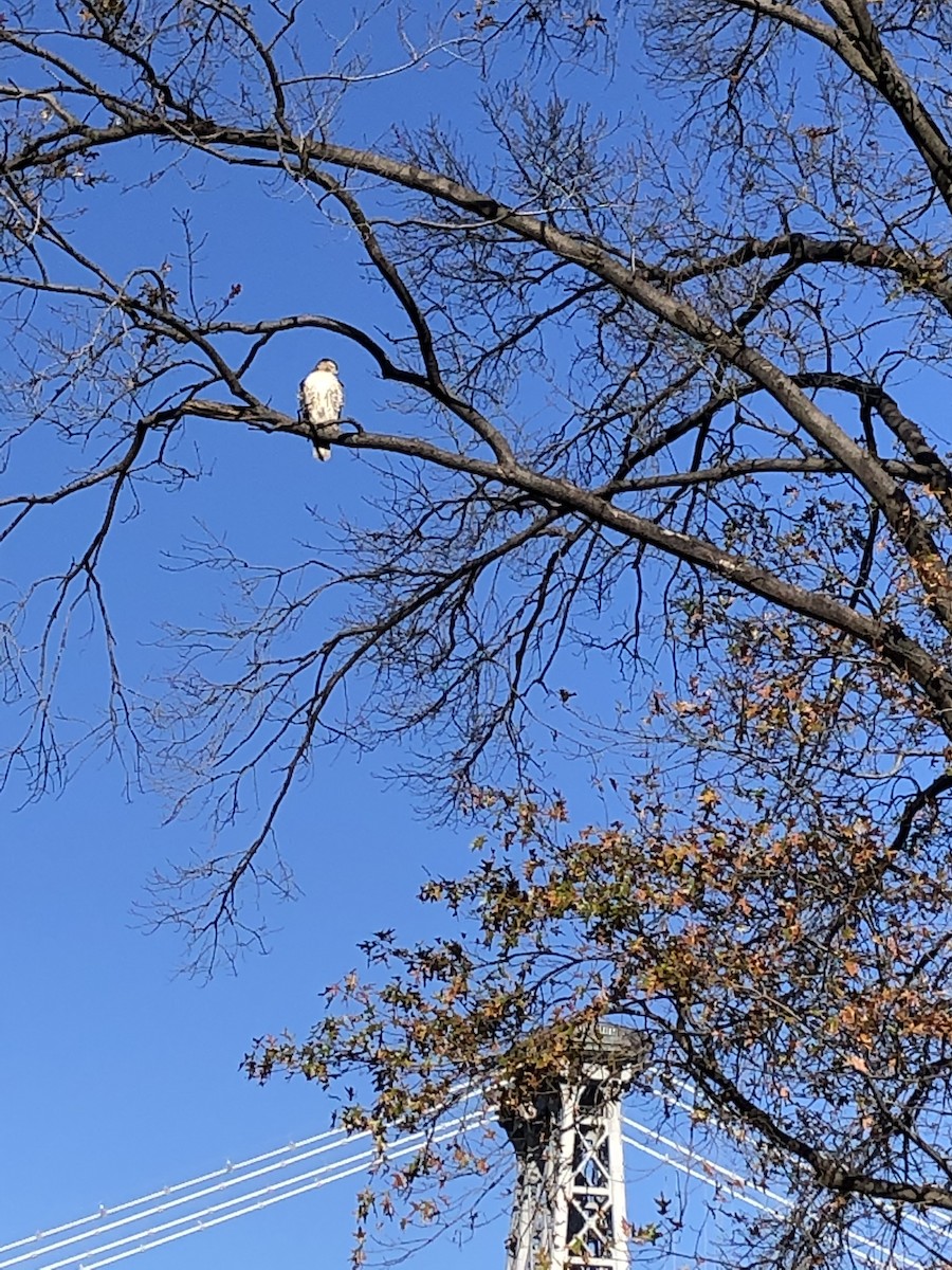 Red-tailed Hawk - ML280949511