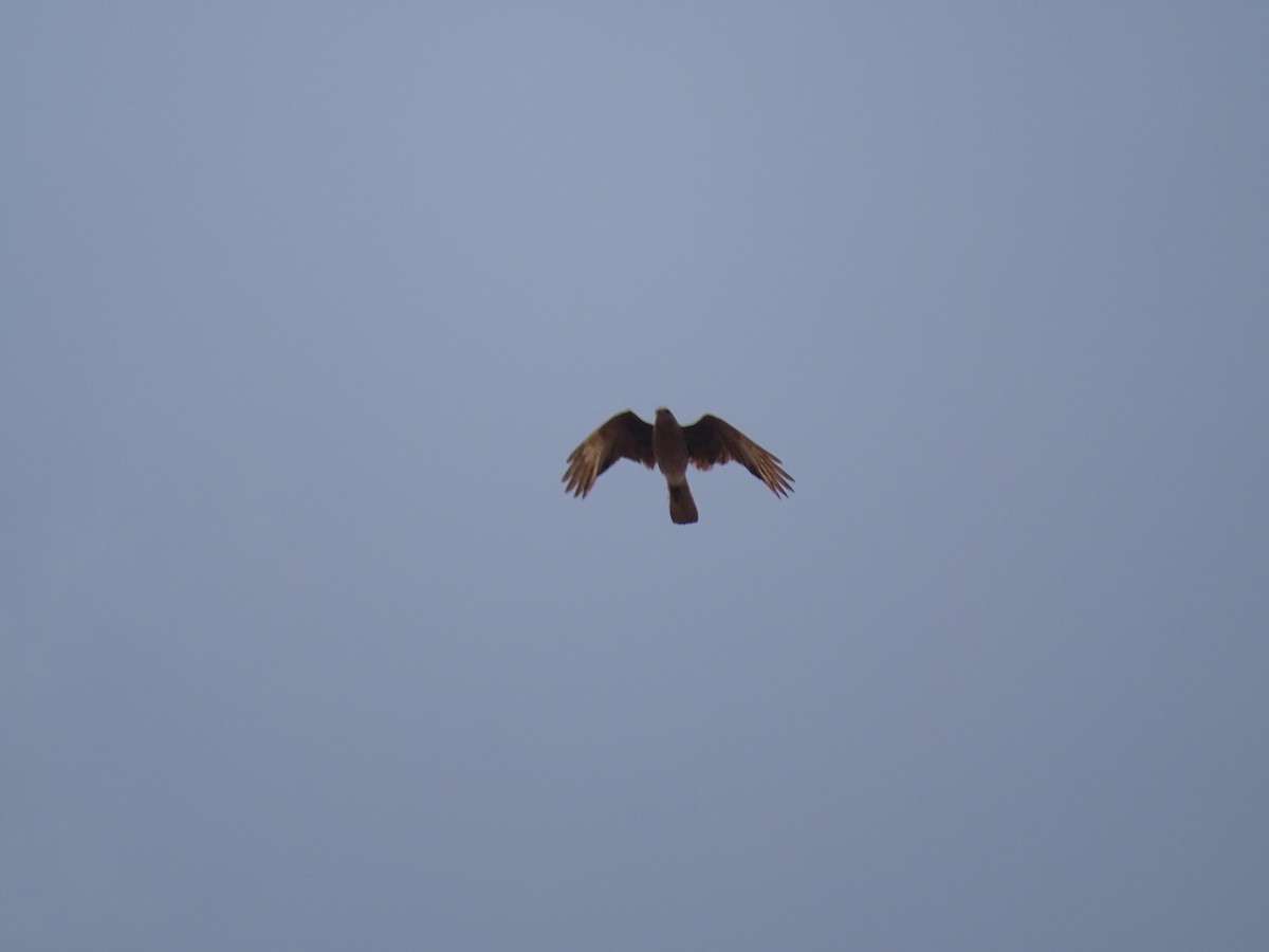 Caracara chimango - ML280950011