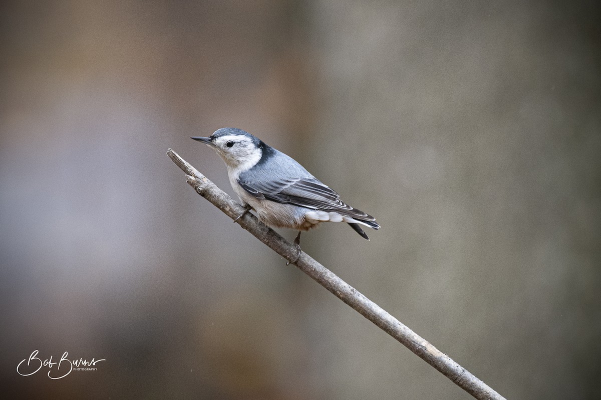 White-breasted Nuthatch - ML280950621