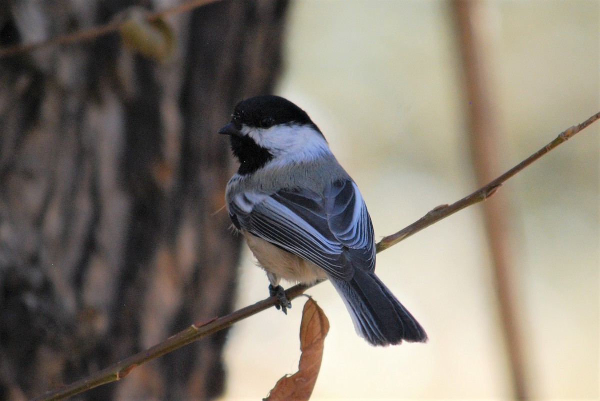 Black-capped Chickadee - ML280952841