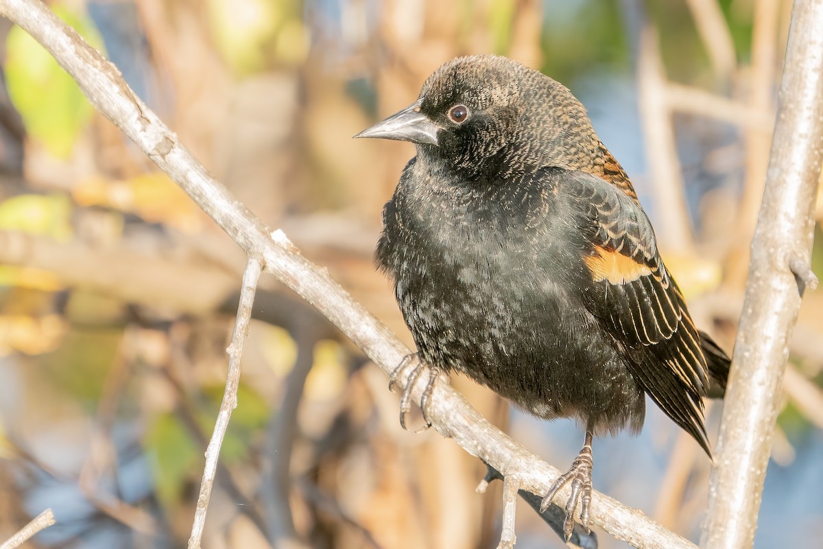 Red-winged Blackbird - Bill Wood