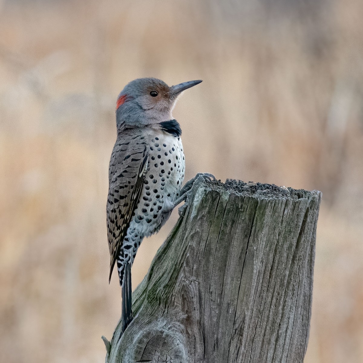 Northern Flicker (Yellow-shafted) - ML280954861
