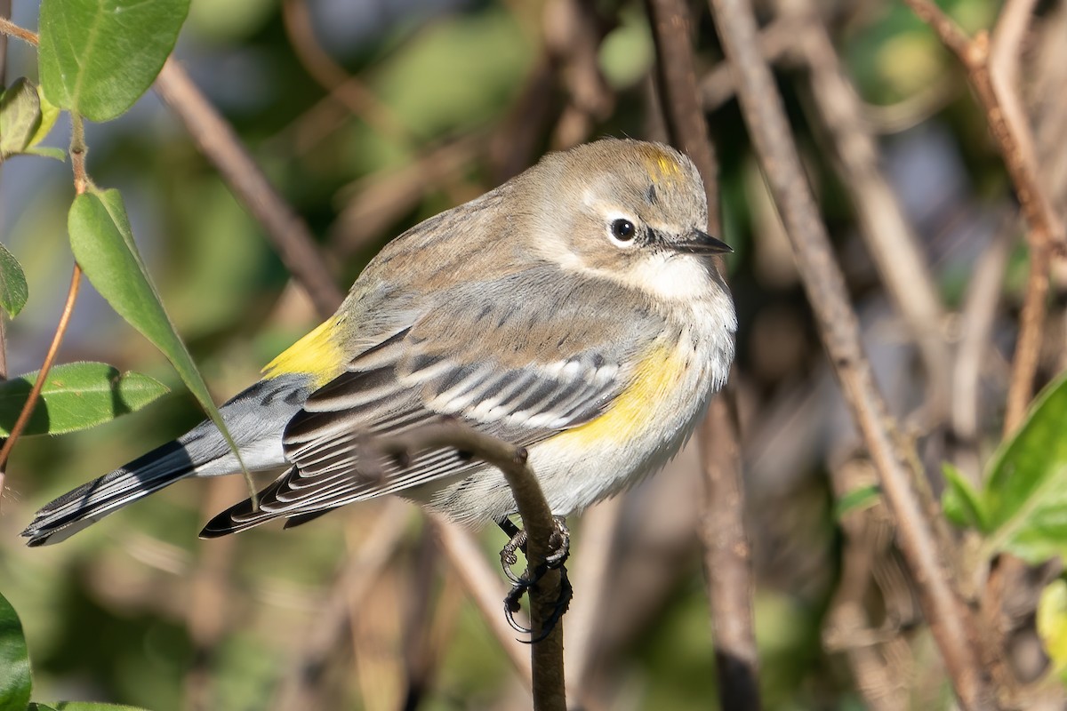 Yellow-rumped Warbler - ML280955841