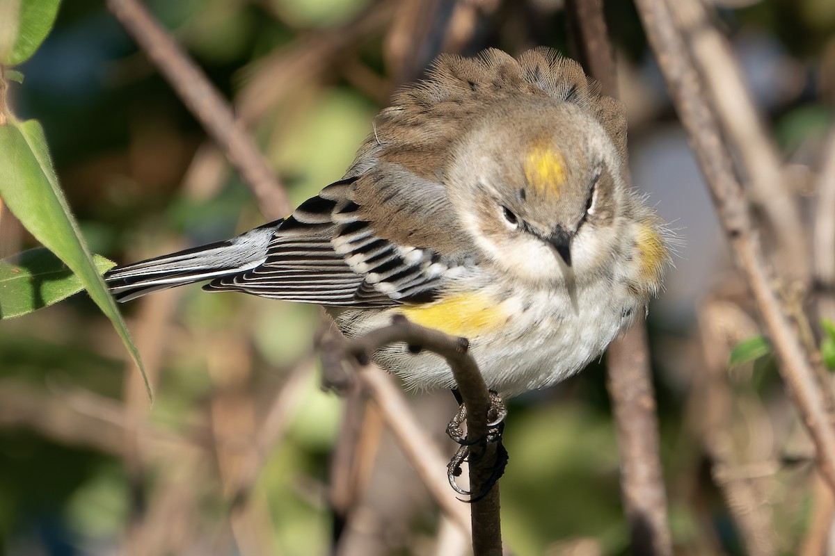 Yellow-rumped Warbler - ML280955861