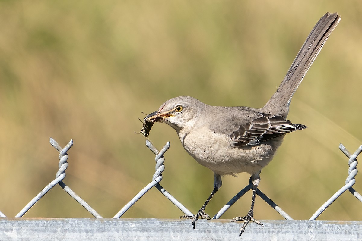 Northern Mockingbird - ML280957381