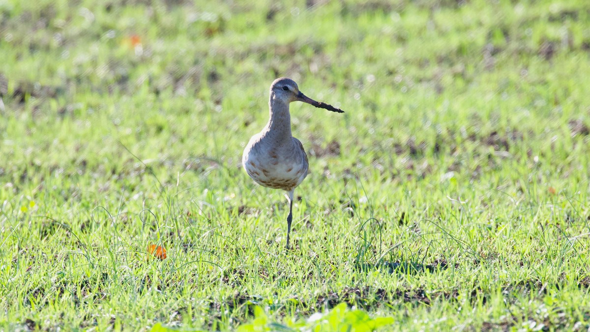 Hudsonian Godwit - ML280957481