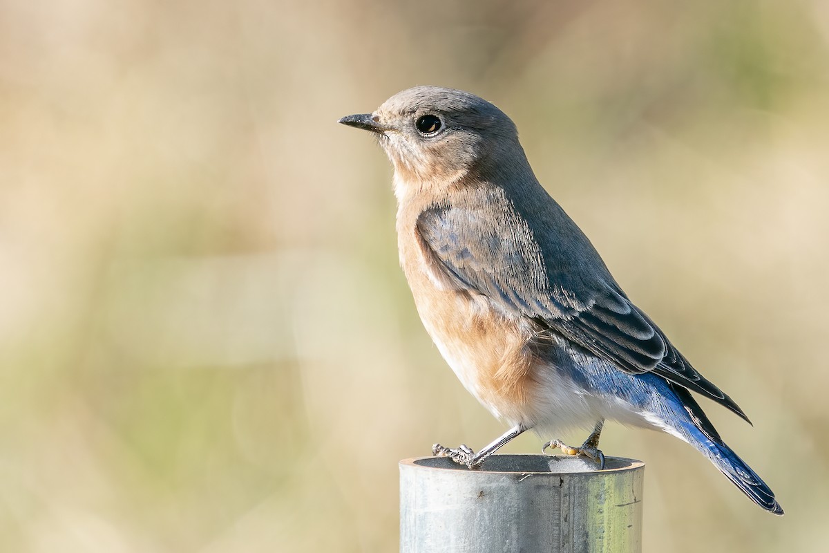 Eastern Bluebird - Bill Wood