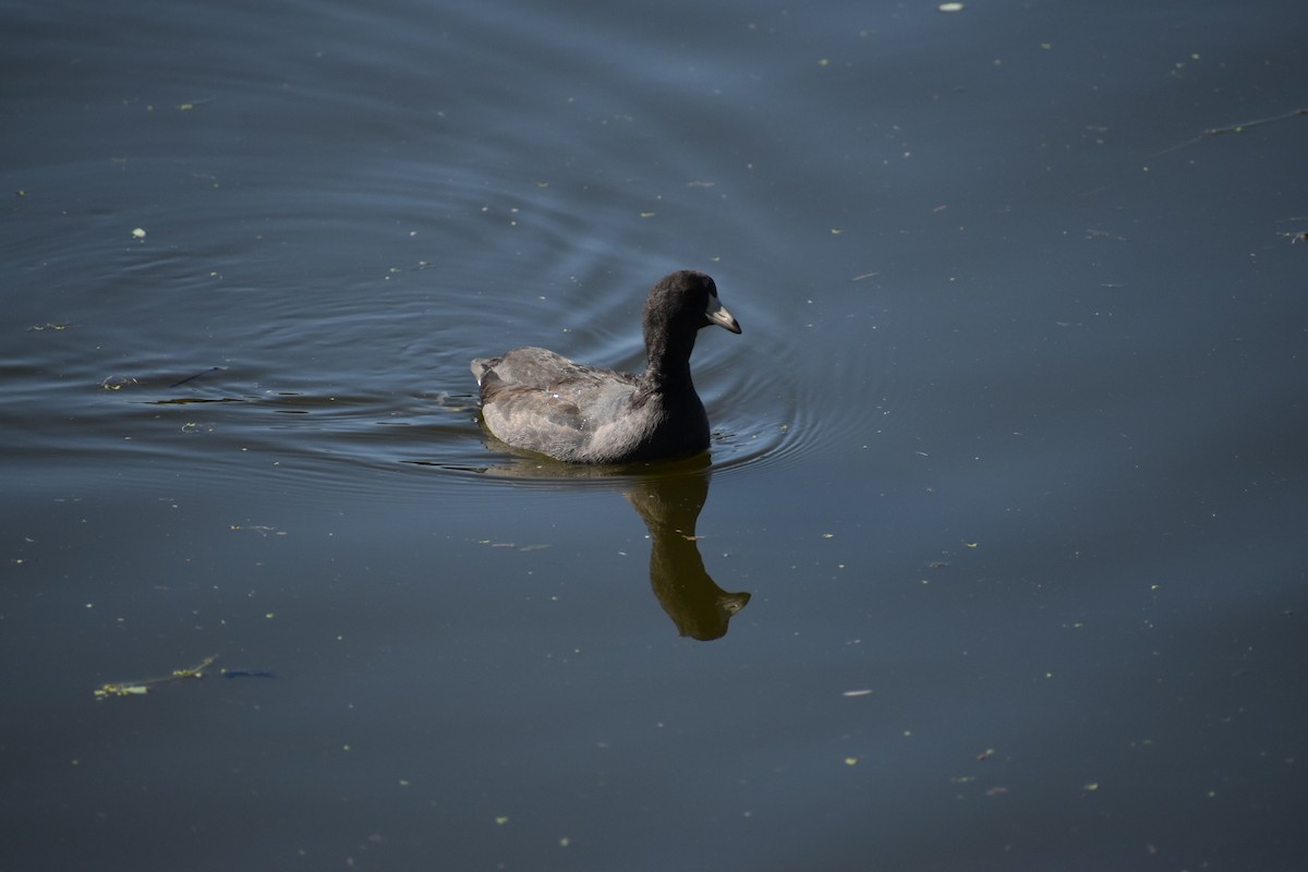 American Coot - Bob Galley