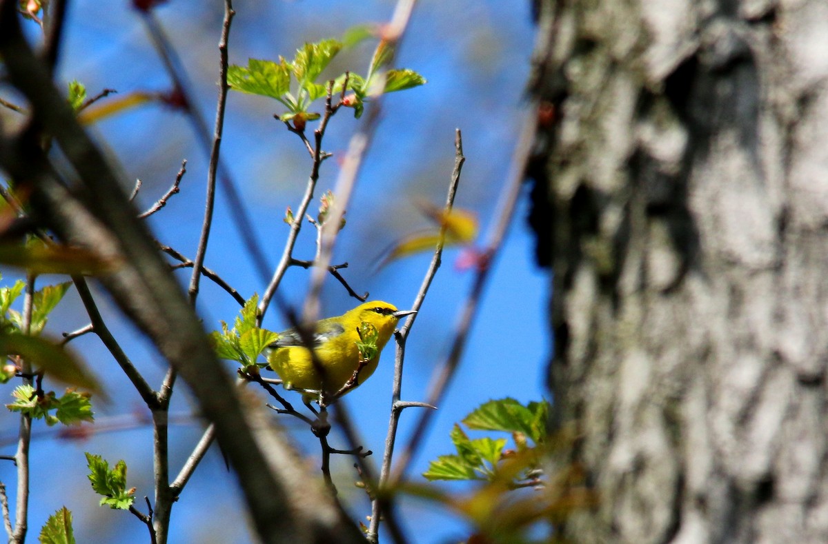 blåvingeparula - ML28095891