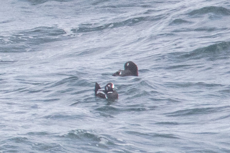 Harlequin Duck - ML280960021