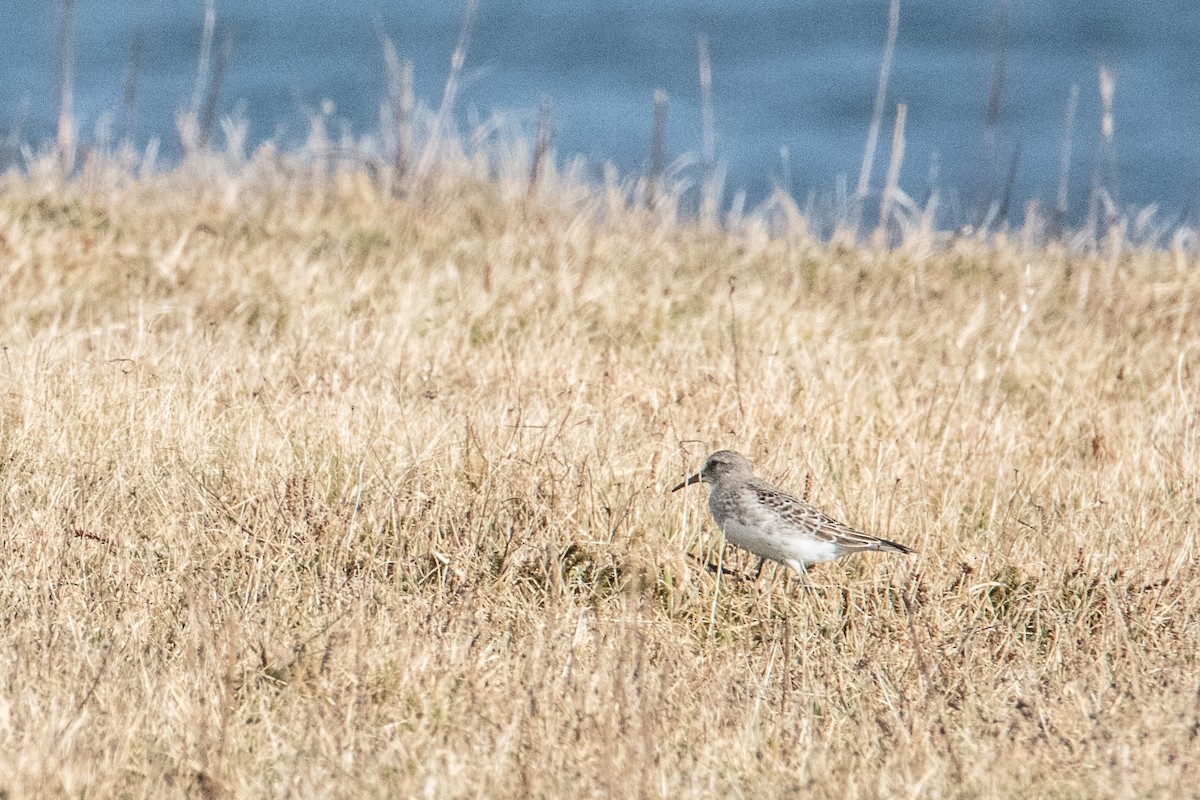 White-rumped Sandpiper - ML280960271