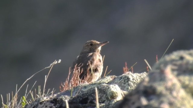 Great Shrike-Tyrant - ML280960601