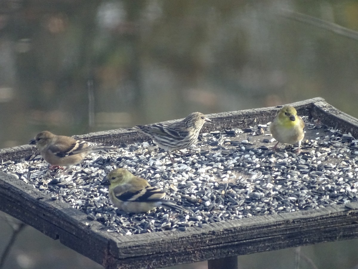 Pine Siskin - ML280960661