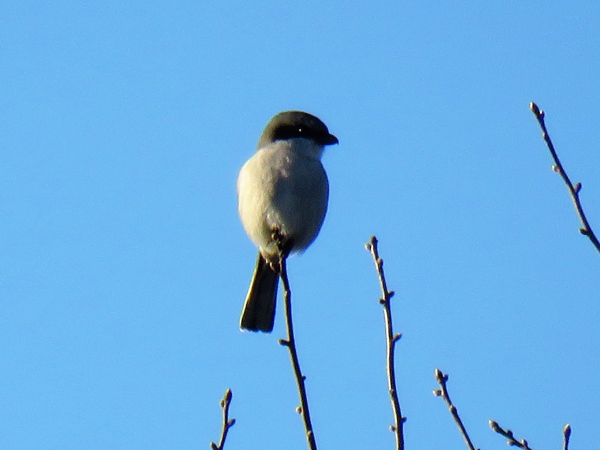 Loggerhead Shrike - ML280960681