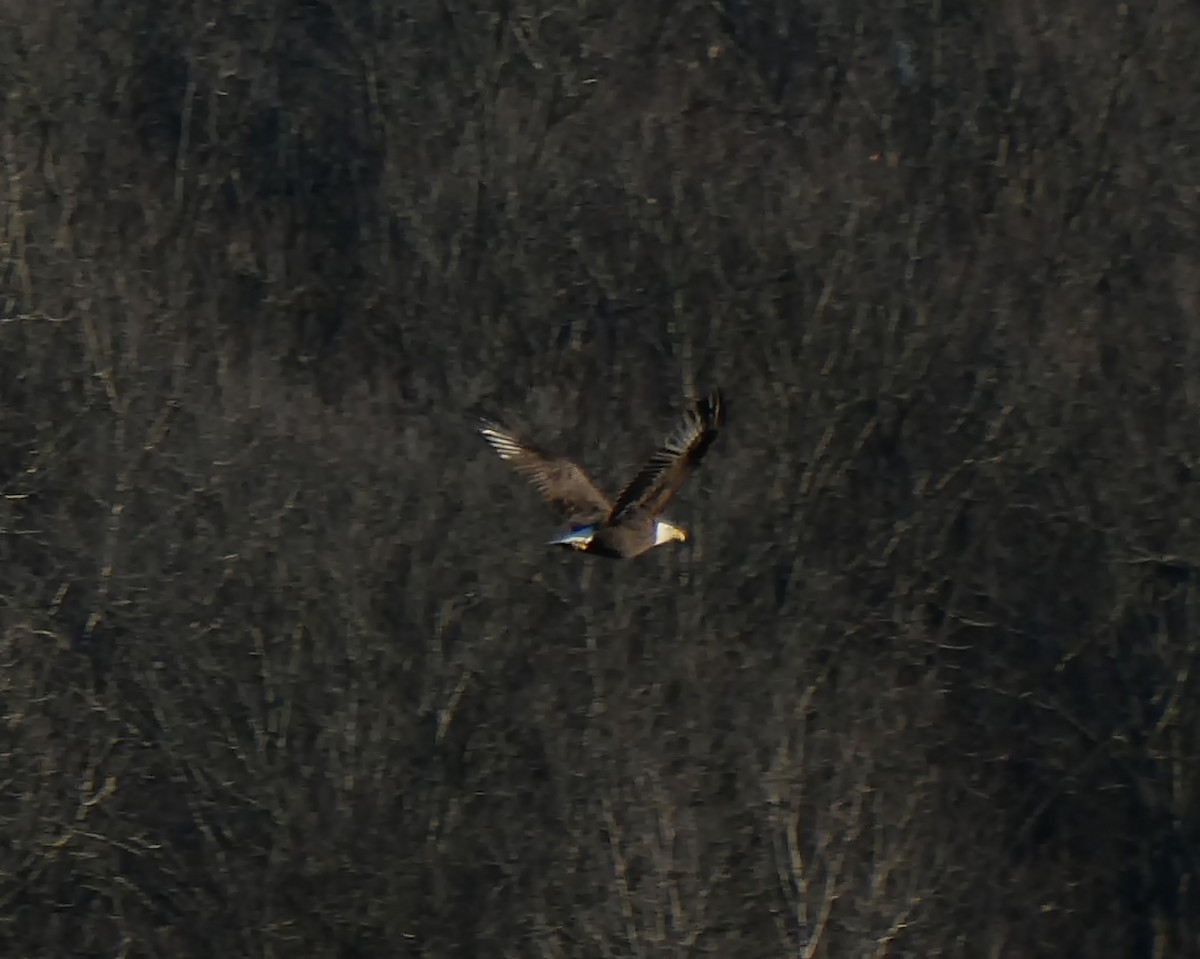 Bald Eagle - ML280960701