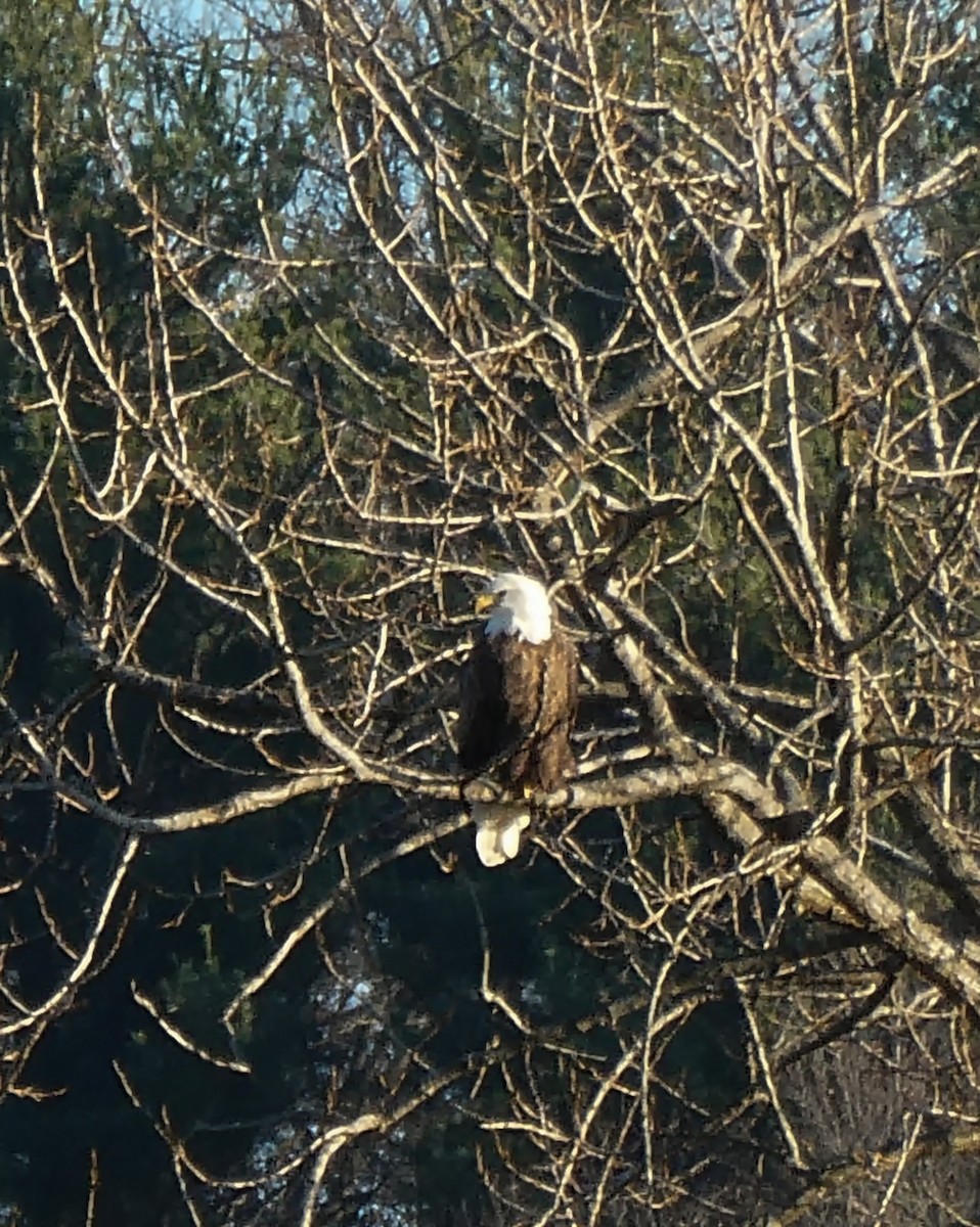 Bald Eagle - ML280960751