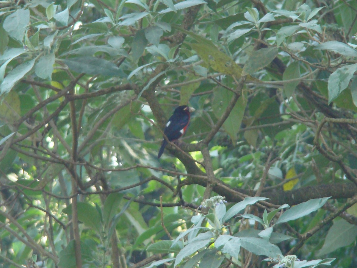 Double-toothed Barbet - ML280962351