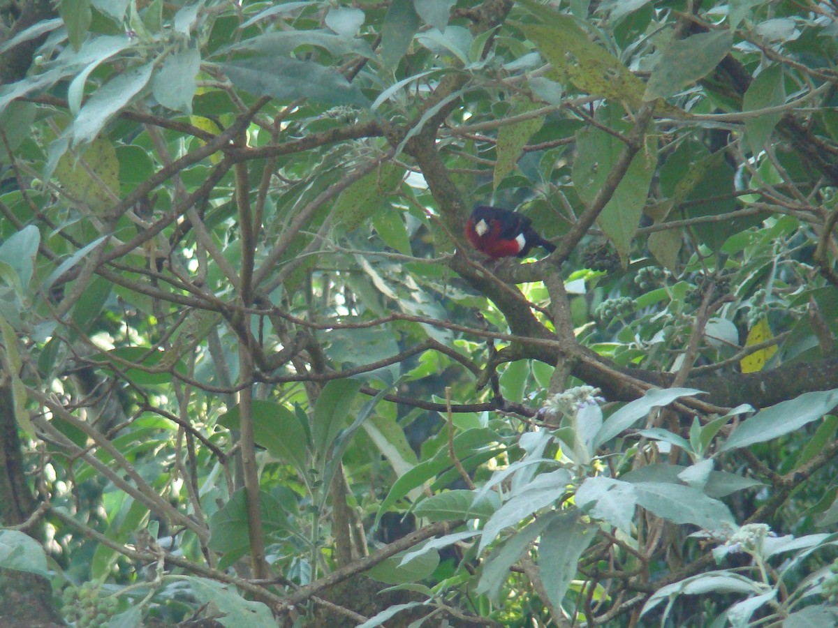 Double-toothed Barbet - ML280962361