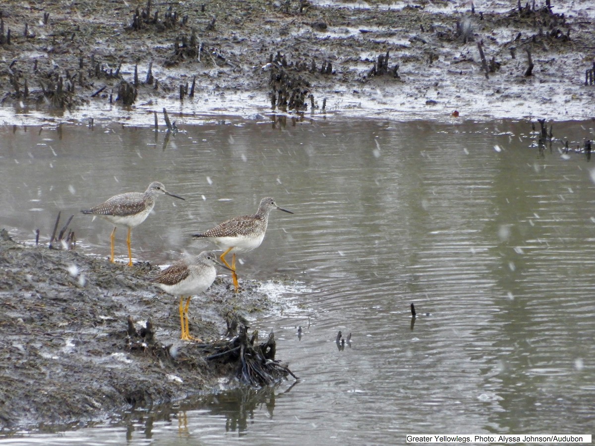 Greater Yellowlegs - ML280963421