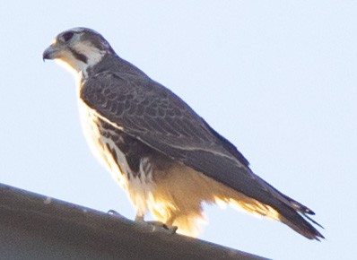 Prairie Falcon - ML280963431