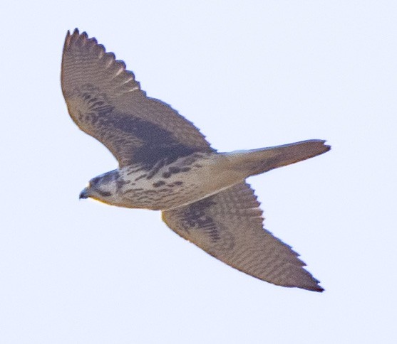 Prairie Falcon - ML280963441