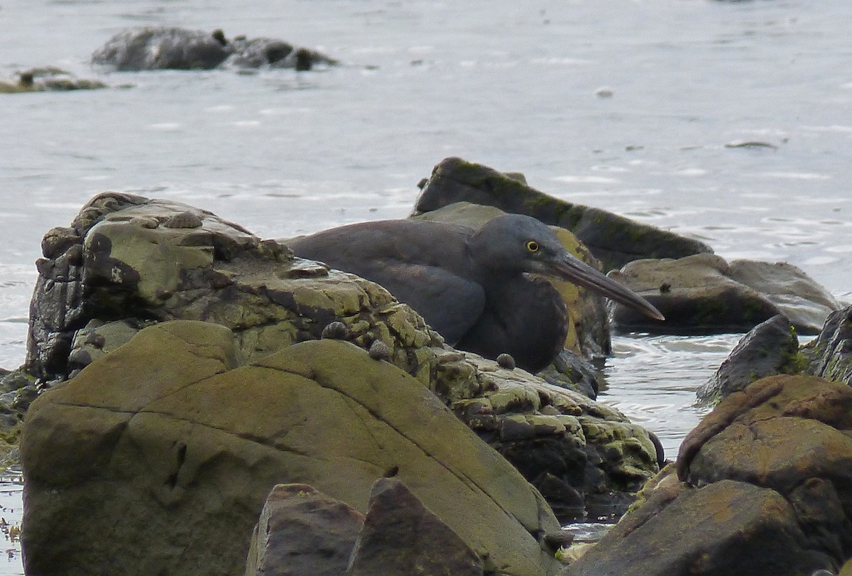 Pacific Reef-Heron - ML28096361