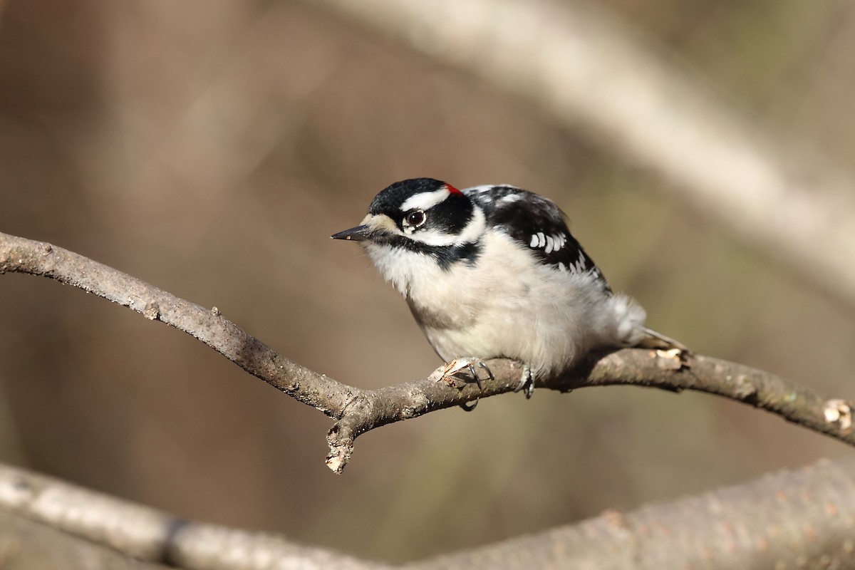 Downy Woodpecker - ML280965211