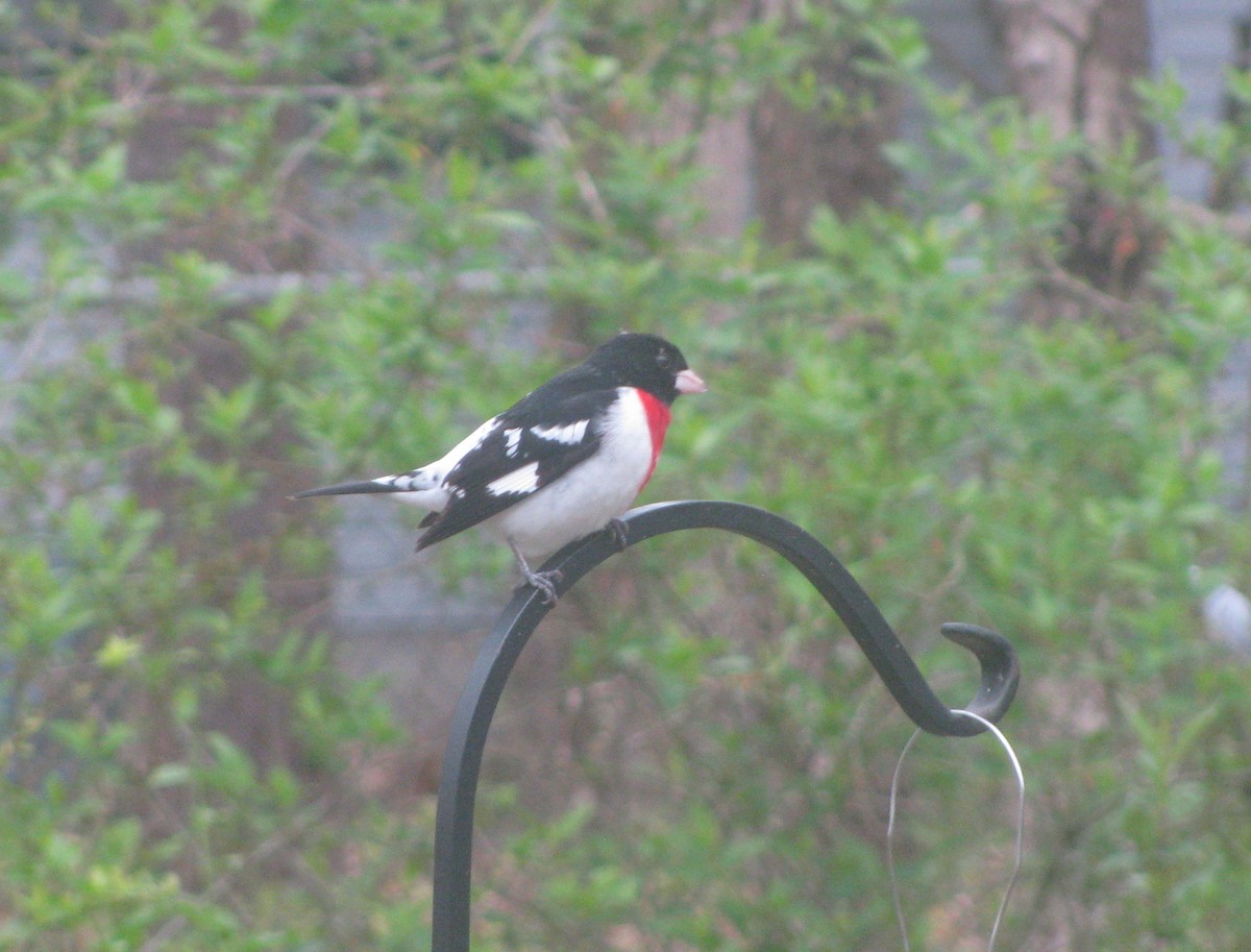 Rose-breasted Grosbeak - ML28096821