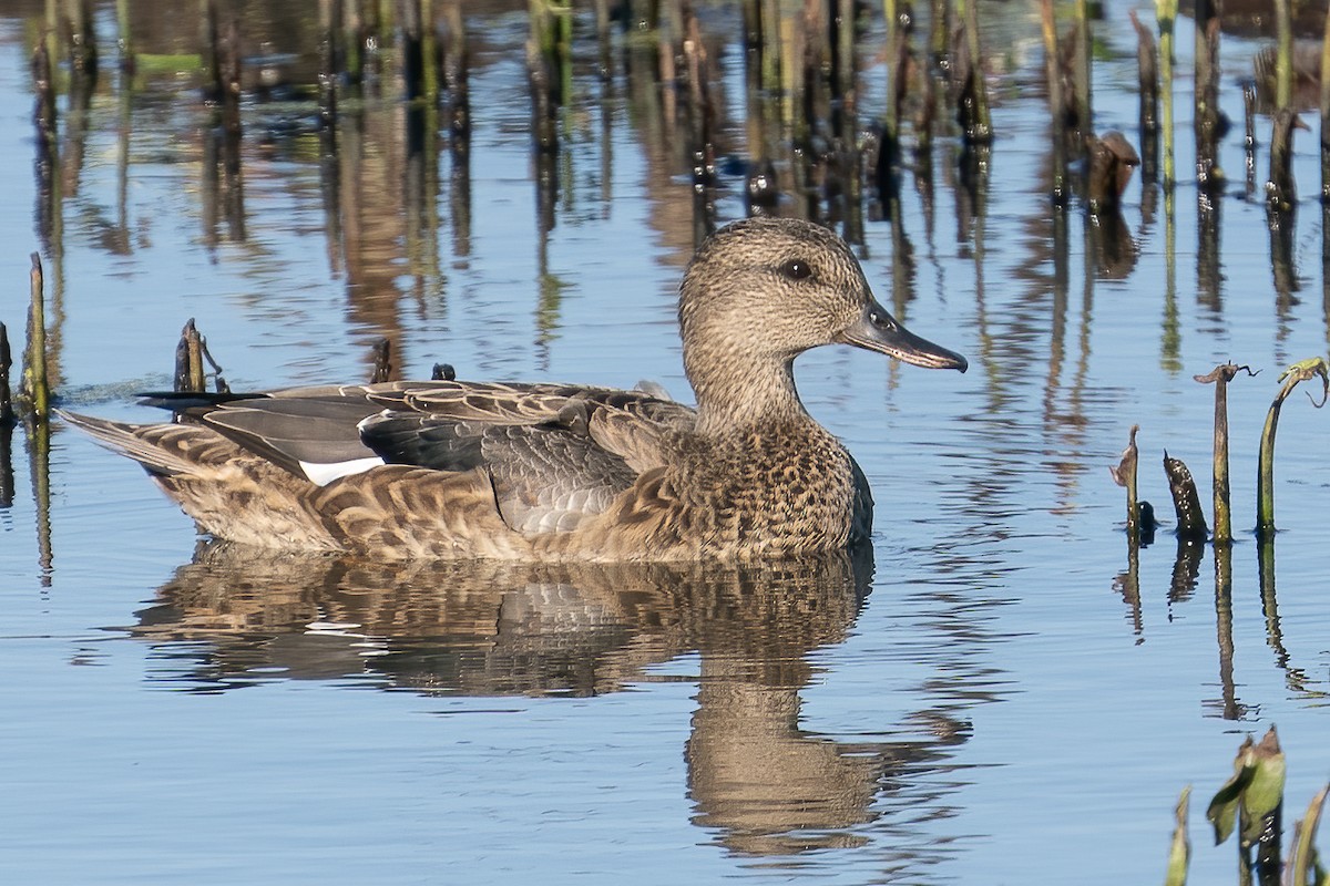 Gadwall - ML280968401