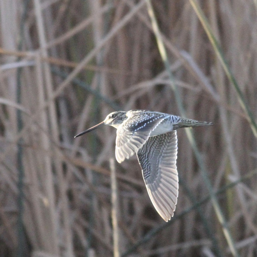 Wilson's Snipe - ML280969141