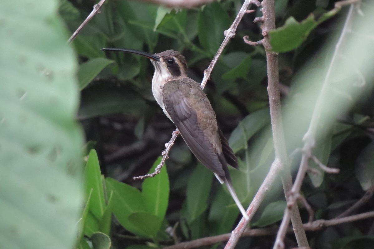 Pale-bellied Hermit - ML280969571