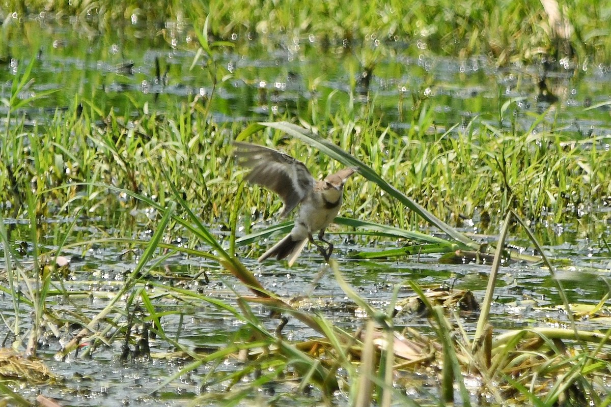 Cape Wagtail - ML280970461